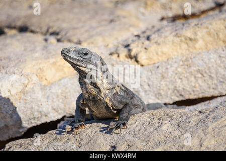 Closeup Portrait von einen Leguan Eidechse Sonnenbad auf einem Felsen an der Maya-ruinen. Riviera Maya, Quintana Roo, Mexiko Stockfoto