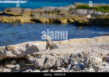 Leguan Eidechse Sonnenbad auf einem Felsen an der Maya-ruinen. Riviera Maya, Quintana Roo, Mexiko Stockfoto