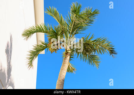 Palme im blauen Himmel Stockfoto