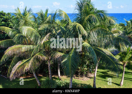 Palmen, die sich in einem tropischen Garten Stockfoto