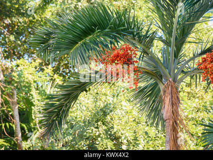 Red betel Nuts auf betel Palm Tree Reif. Grünen Hintergrund. Stockfoto
