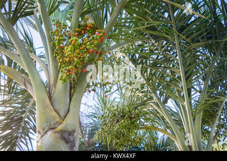 Reife rote und junge grüne Betel nuts auf betel Palme. Grünen Hintergrund. Stockfoto
