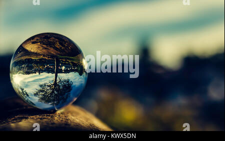 Reflexionen von Baum in Crystal Ball Stockfoto