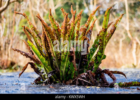 Der Hart-Zunge Farn auf Gang Barrows NNR Stockfoto