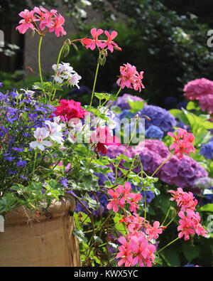 Einen schönen Topf voll Sommer Bettwäsche Pflanzen in voller Blüte, vor dem Hintergrund der farbenfrohen Hortensien. Stockfoto