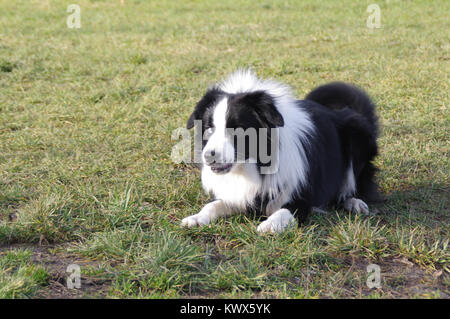 Junge aufmerksam Border Collie Hund liegend im Gras Stockfoto