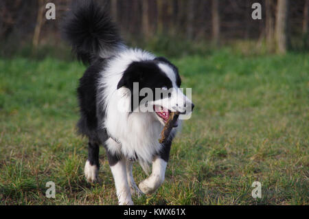 Hund spielt mit Stick auf Gras. Spaß und Freude an der Border Collie mit Stick auf der Wiese. Stockfoto