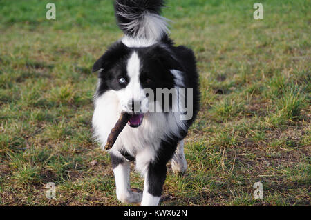 Hund spielt mit Stick auf Gras. Spaß und Freude an der Border Collie mit Stick auf der Wiese. Bunte Augen. Stockfoto