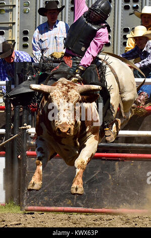 Eine vertikale Bild eines Rodeo Ruckeln Bull aus der Rutsche Tor mit seiner Bulle Reiter in der guten Position bei einem Rodeo in ländlichen Alberta Kanada springen Stockfoto