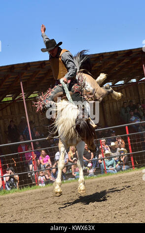 Ein saddle bronc Rider bei Ein Alberta Rodeo versuchen, diese wilden Pferd für 8 Sekunden, um sich zu qualifizieren Fahrt Stockfoto