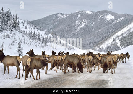 Eine Herde wilder Elch (Cervus canadensis), lecken Salz Mineral aus der gepflügt Straße in den Bergen in der Nähe von Cadomin Alberta Kanada Stockfoto