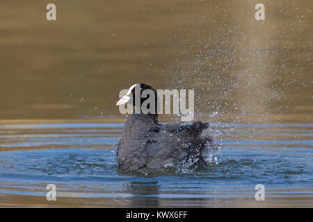 Eurasischen Blässhuhn (Fulica atra) Baden in den Teich zu reinigen Federn Stockfoto