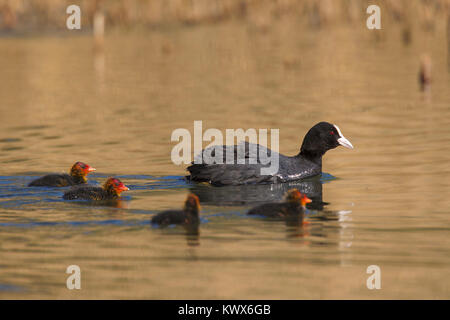 Eurasischen Blässhuhn (Fulica atra) Schwimmen mit Küken in Teich im Frühjahr Stockfoto