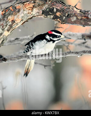 Ein Specht-Specht-Vogel - Picoides Pubecens, der kleinste der nordamerikanischen Spechte, vor einem verschwommenen Hintergrund abgebildet. Stockfoto