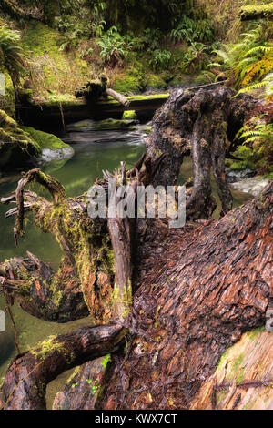 Farbe Bild eines kleinen Baches auf dem Weg durch den Wald. Stockfoto