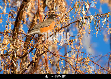 American Robin, Bernardo Wildlife Management Area, New Mexico Stockfoto