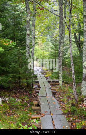 Eine Fußgängerbrücke führt Wanderer durch ein Wäldchen entlang der Otter Cove Trail auf Mount Desert Island. Acadia National Park, Maine Stockfoto