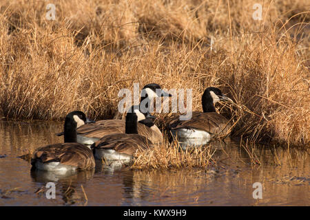 Kanada Gänse, Bosque Del Apache National Wildlife Refuge, New Mexico Stockfoto