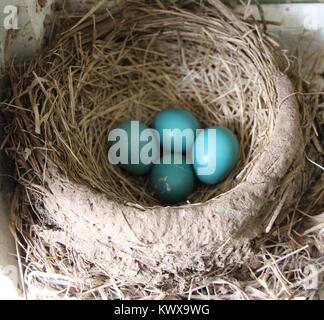 Ein bisschen Robin gebaut sein Nest auf der Fensterbank Stockfoto