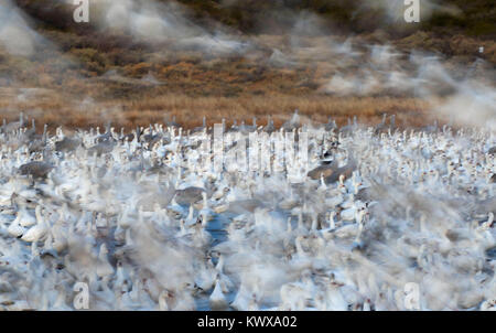 Schnee Gänse und Kanadakranichen am Teich mit Flug Unschärfe in der Morgendämmerung, Bosque Del Apache National Wildlife Refuge, New Mexico Stockfoto