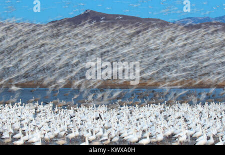 Schnee Gänse und Kanadakranichen am Teich mit Flug Unschärfe in der Morgendämmerung, Bosque Del Apache National Wildlife Refuge, New Mexico Stockfoto