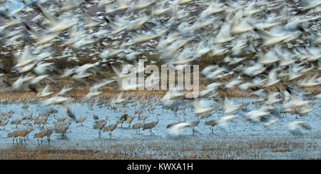 Schnee Gänse und Kanadakranichen am Teich mit Flug Unschärfe in der Morgendämmerung, Bosque Del Apache National Wildlife Refuge, New Mexico Stockfoto