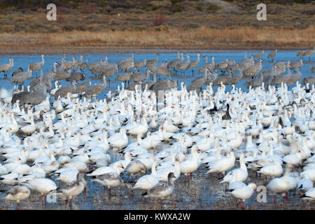 Schnee Gänse und Kanadakranichen auf Teich, Bosque Del Apache National Wildlife Refuge, New Mexico Stockfoto