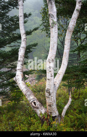 Eine verdrehte Birken wachsen in ungewollte Richtungen nach oben von Evergreens at Otter Cove auf Mount Desert Island umgeben. Acadia National Park, Maine Stockfoto