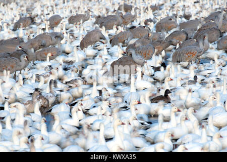 Schnee Gänse und Kanadakranichen auf Teich, Bosque Del Apache National Wildlife Refuge, New Mexico Stockfoto