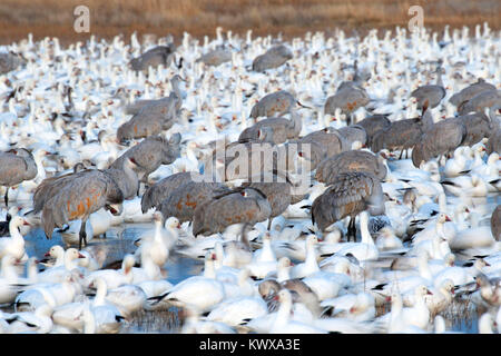 Schnee Gänse und Kanadakranichen auf Teich, Bosque Del Apache National Wildlife Refuge, New Mexico Stockfoto