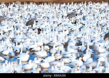 Schnee Gänse und Kanadakranichen auf Teich, Bosque Del Apache National Wildlife Refuge, New Mexico Stockfoto