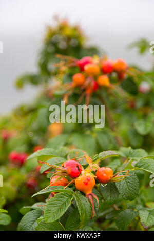 Rugosa Rose Hips bedeckt mit Regen Tröpfchen in Nebel bei Otter Cove auf Mount Desert Island. Acadia National Park, Maine Stockfoto