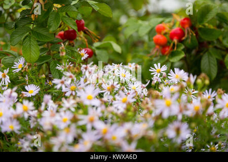 Willow aster Wildblumen in regen Tropfen blühen vor rugosa abgedeckt Hagebutten an Otter Cove. Acadia National Park, Maine Stockfoto