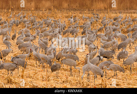 Sandhill Crane im Feld, Bosque Del Apache National Wildlife Refuge, New Mexico Stockfoto