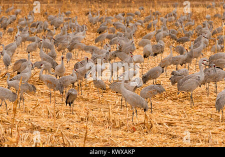 Sandhill Crane im Feld, Bosque Del Apache National Wildlife Refuge, New Mexico Stockfoto