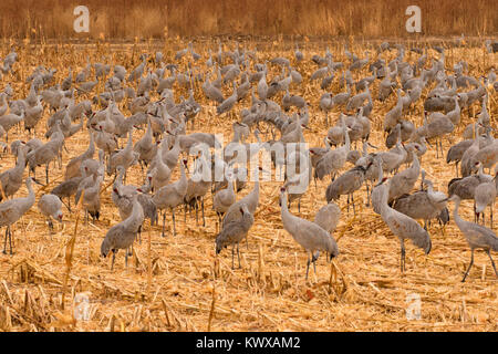 Sandhill Crane im Feld, Bosque Del Apache National Wildlife Refuge, New Mexico Stockfoto