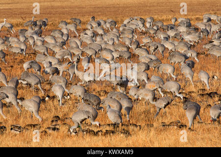 Sandhill Crane im Feld, Bosque Del Apache National Wildlife Refuge, New Mexico Stockfoto