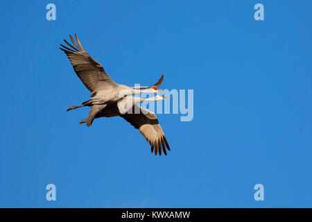 Kanadakraniche im Flug, Bosque Del Apache National Wildlife Refuge, New Mexico Stockfoto