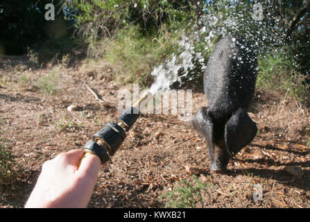 Schwein mit Wasser besprüht Stockfoto