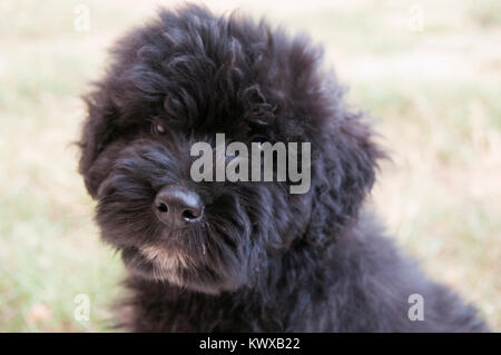 Bouvier des Flandres Welpen Portrait Stockfoto