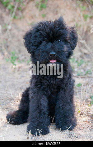 Bouvier des Flandres Welpen Portrait Stockfoto