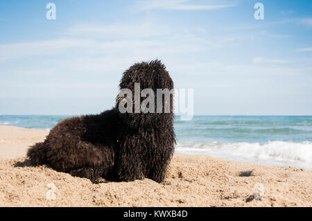 Ein Bouvier des Flandres Welpen abgedeckt im Sand nach Graben am Strand Stockfoto