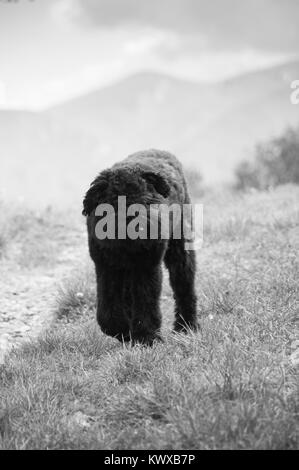 Bouvier des Flandres Hund im Freien Stockfoto