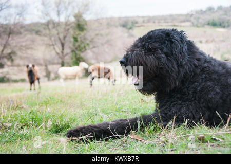 Bouvier des Flandres Aufrundung und Hüten Schafe Stockfoto