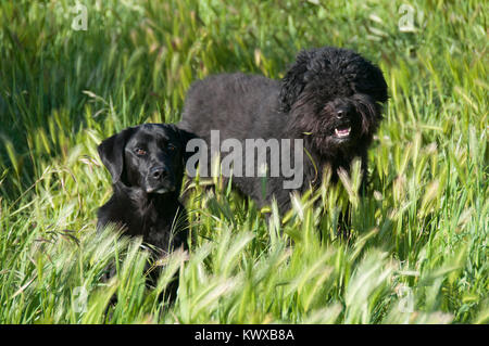 Porträt eines schwarzen Labrador Stockfoto