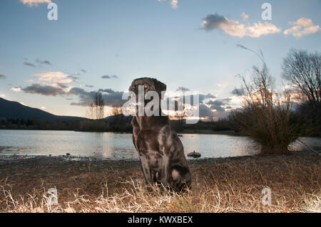 Schwarzer Labrador Portrait Am Abend durch die untergehende Sonne genommen Stockfoto