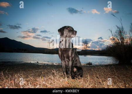 Schwarzer Labrador Portrait Am Abend durch die untergehende Sonne genommen Stockfoto