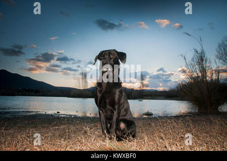 Schwarzer Labrador Portrait Am Abend durch die untergehende Sonne genommen Stockfoto