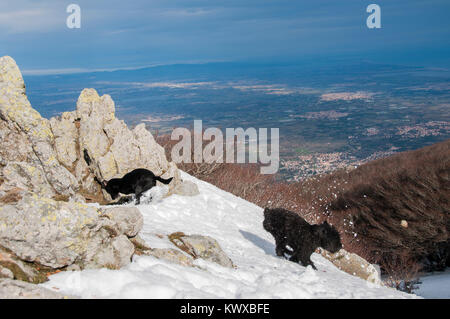 Hunde im Schnee spielen auf einem schneebedeckten Berg Stockfoto