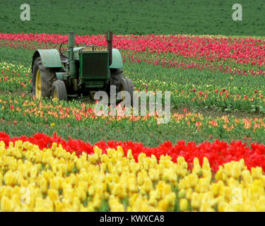 Holzschuh Tulip Farm in Woodburn, Oregon. Stockfoto